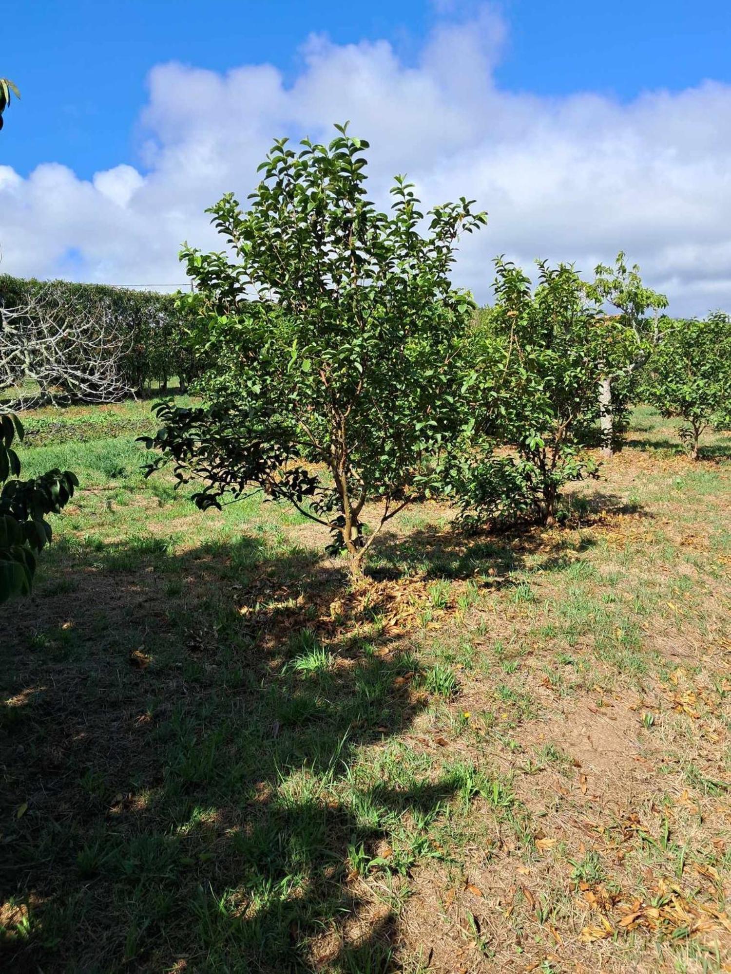 Quinta Do Norte Capelas Esterno foto