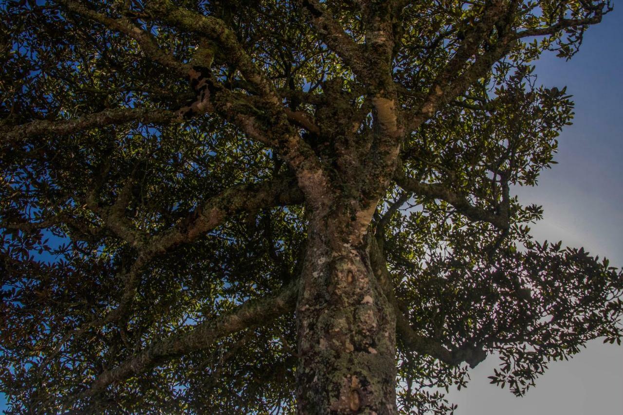 Quinta Do Norte Capelas Esterno foto